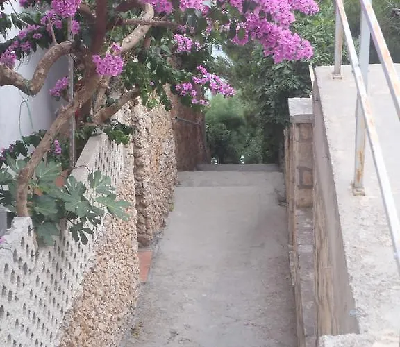 Stari Koko *